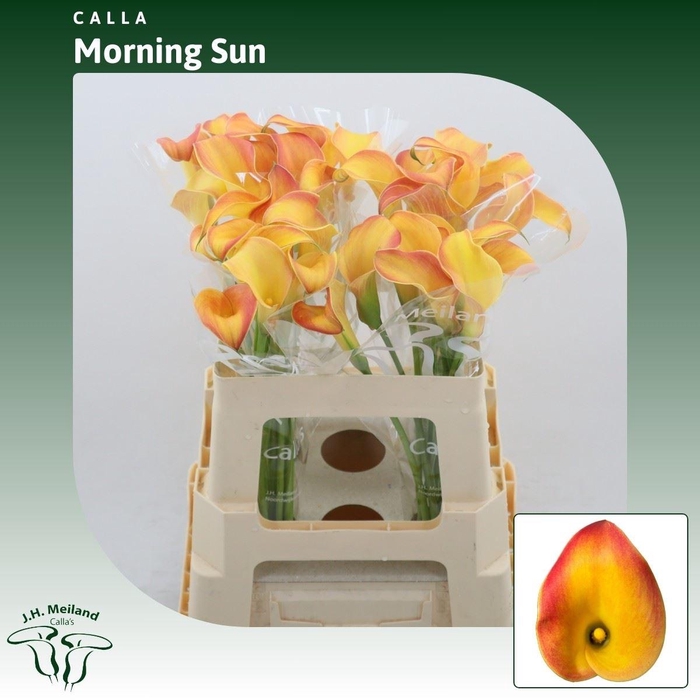 <h4>Calla Morning Sun</h4>