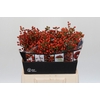 Rozenbottel Autumn Rosefruits