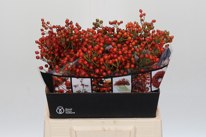 Rozenbottel Autumn Rosefruits