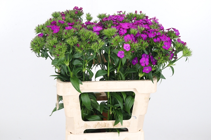 <h4>Di Barb Am Neon Purple</h4>