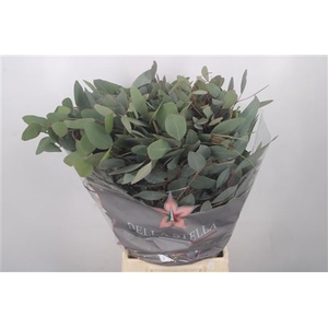 EUC POPULUS PER BUNCH 300 GRAM