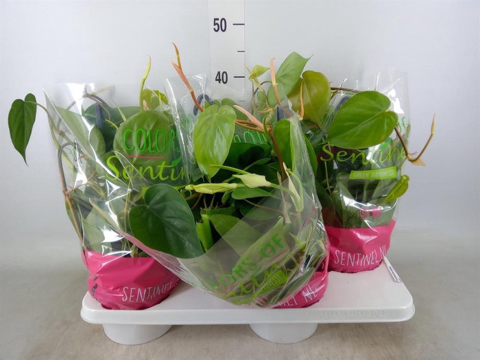 <h4>Philodendron scand.</h4>