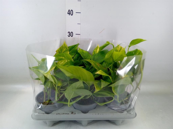 <h4>Epipremnum   ...</h4>