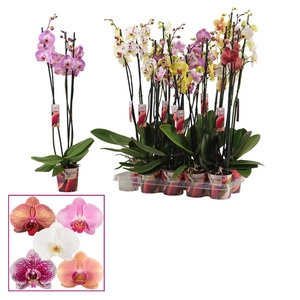 Phalaenopsis 3 tak mix lang (Scenza)