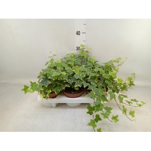 Hedera helix 'Goldchild'