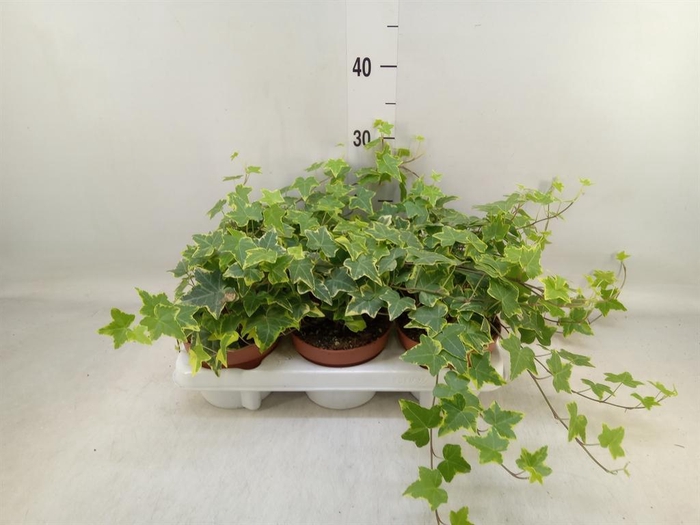 <h4>Hedera helix 'Goldchild'</h4>