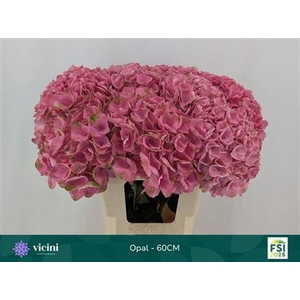 Hydr M Mag Opal 60cm