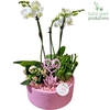 Arrangementen Phalaenopsis mt H%