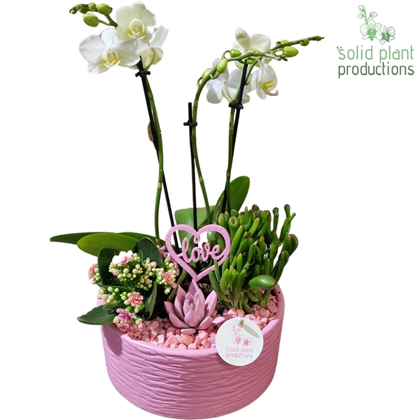 Arrangementen Phalaenopsis mt H%