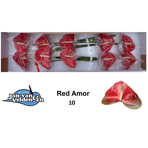 ANTH A RED AMOR