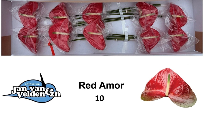 <h4>ANTH A RED AMOR</h4>