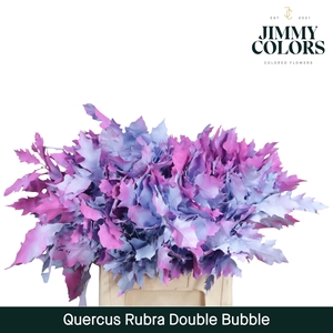 Quercus Rubra L60 Double Bubble