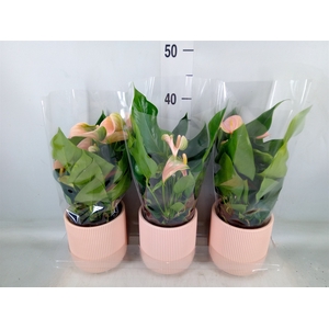 Anthurium andr. 'Joli Peach'