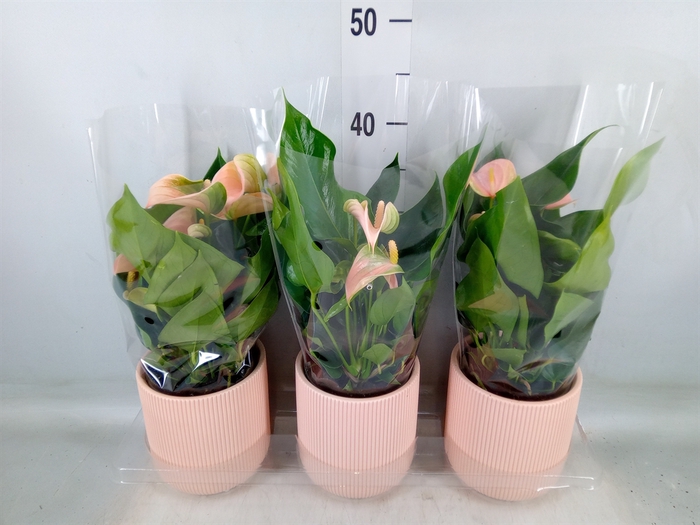 <h4>Anthurium andr. 'Joli Peach'</h4>