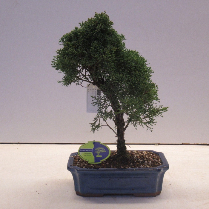 <h4>juniperus chinensis</h4>