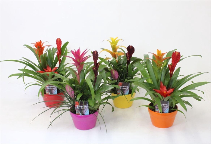 <h4>Bromelia mix in elle schaal</h4>