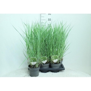 Panicum Virgatum Totem Pole Prairie Sky'