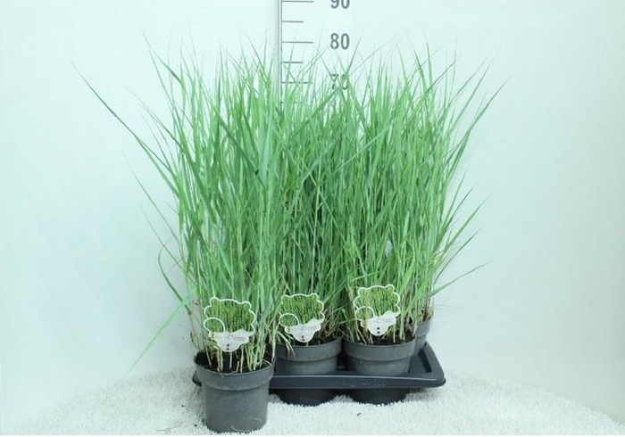 <h4>Panicum Virgatum Totem Pole Prairie Sky'</h4>