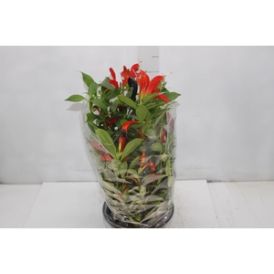 AESCHYNANTHUS SPECIOSUS C21