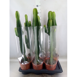 Euphorbia acrurensis