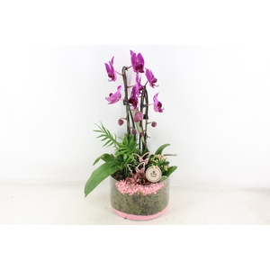 arr2 PL - Glas cilinder phal. lila roze steen