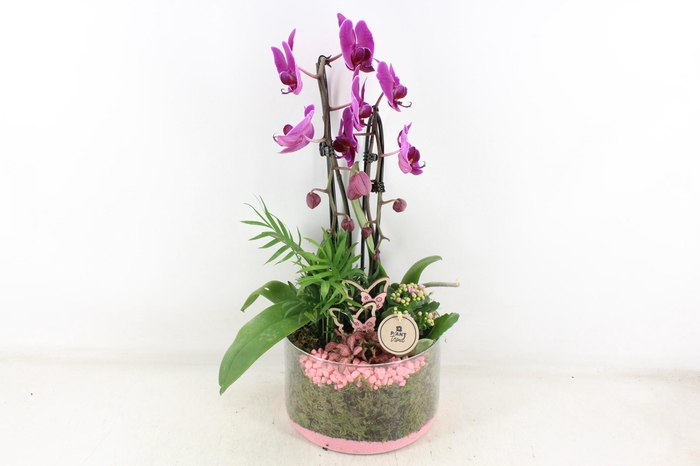 <h4>arr2 PL - Glas cilinder phal. lila roze steen</h4>