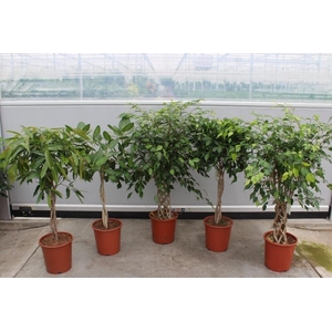 Ficus Mixkar