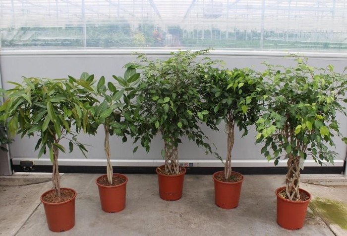 <h4>Ficus Mixkar</h4>