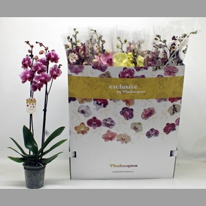 PHAL GEM 10 KL