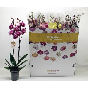 PHAL GEM 10 KL