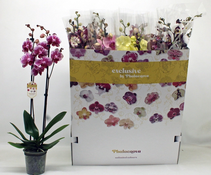 <h4>PHAL GEM 10 KL</h4>