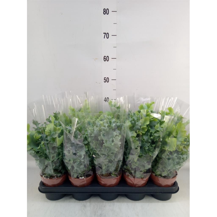 <h4>Phlebodium aureum 'Davana'</h4>