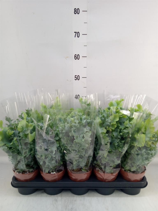 Phlebodium aureum 'Davana'