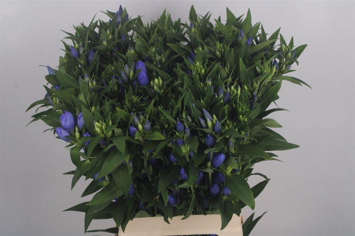 <h4>Gentiana Blue Sky</h4>