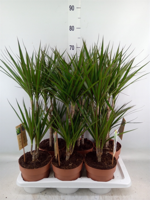 <h4>Dracaena marg.</h4>