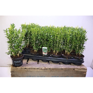 Buxu Sempervirens