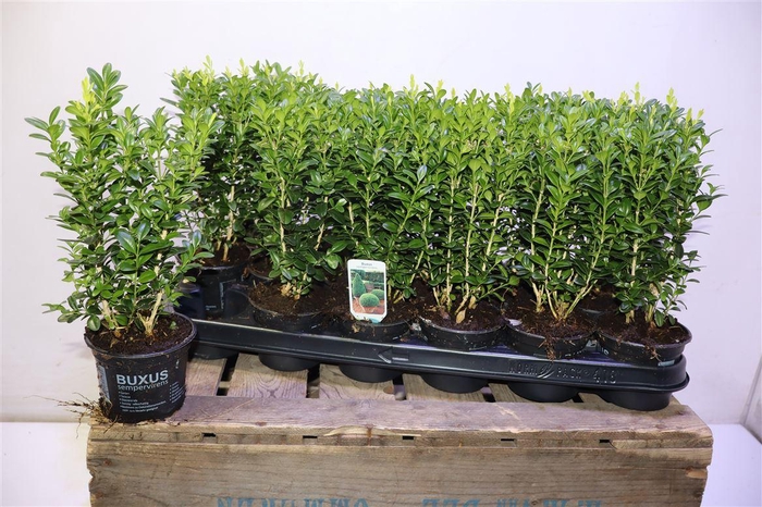 <h4>Buxu Sempervirens</h4>