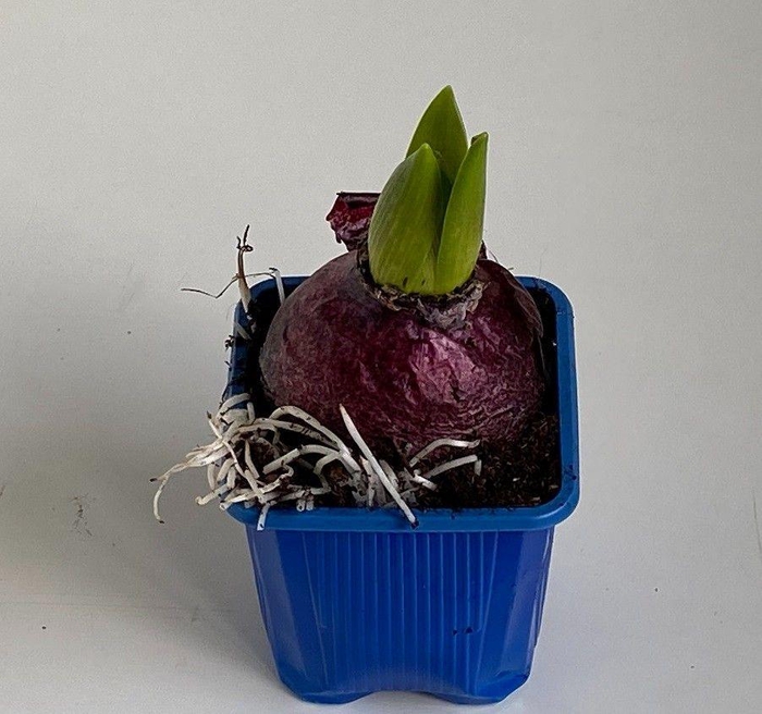 <h4>7 cm hyacint blue pearl</h4>