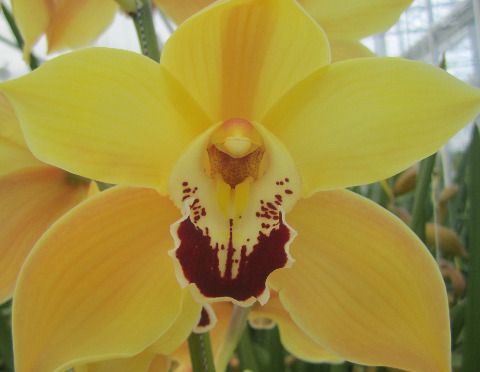 <h4>Cymbidium Cooksbridge</h4>