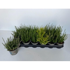 Calluna