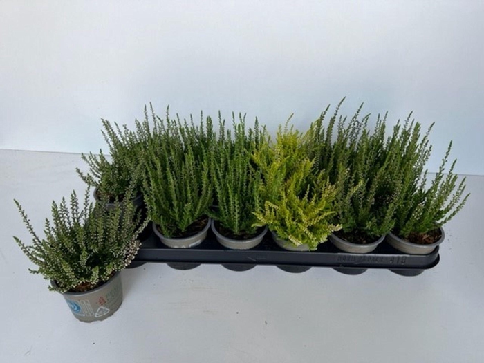 <h4>Calluna</h4>