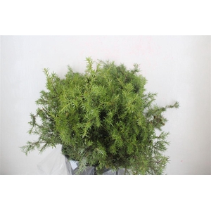 Jenever Berry 300gr P Bunch