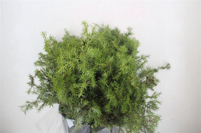 <h4>Jenever Berry 300gr P Bunch</h4>