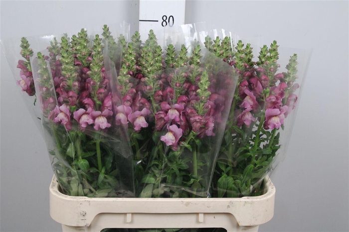 <h4>Antir Mary Lavender</h4>