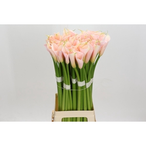 Zantedeschia Eydolls Salmon