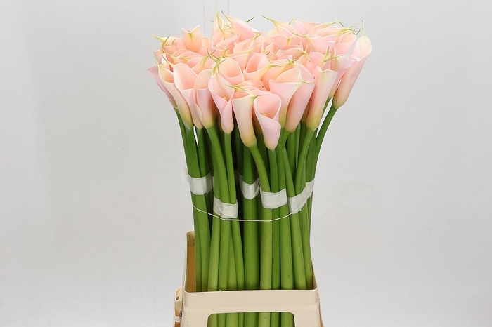 Zantedeschia Eydolls Salmon