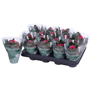 Kalan Mini Gev Paars