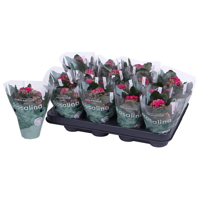 <h4>Kalan Mini Gev Paars</h4>