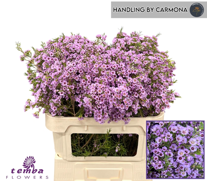 <h4>Chamelaucium Sexy Pop</h4>