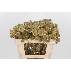 Astrantia Kl Bh Goud